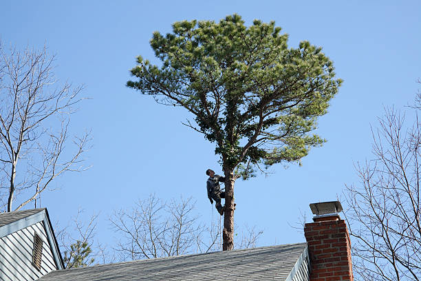 Professional Tree Services in Drexel Hill, PA